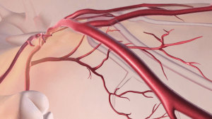 Dolaşım Sistemi / Kalp Döngüsü